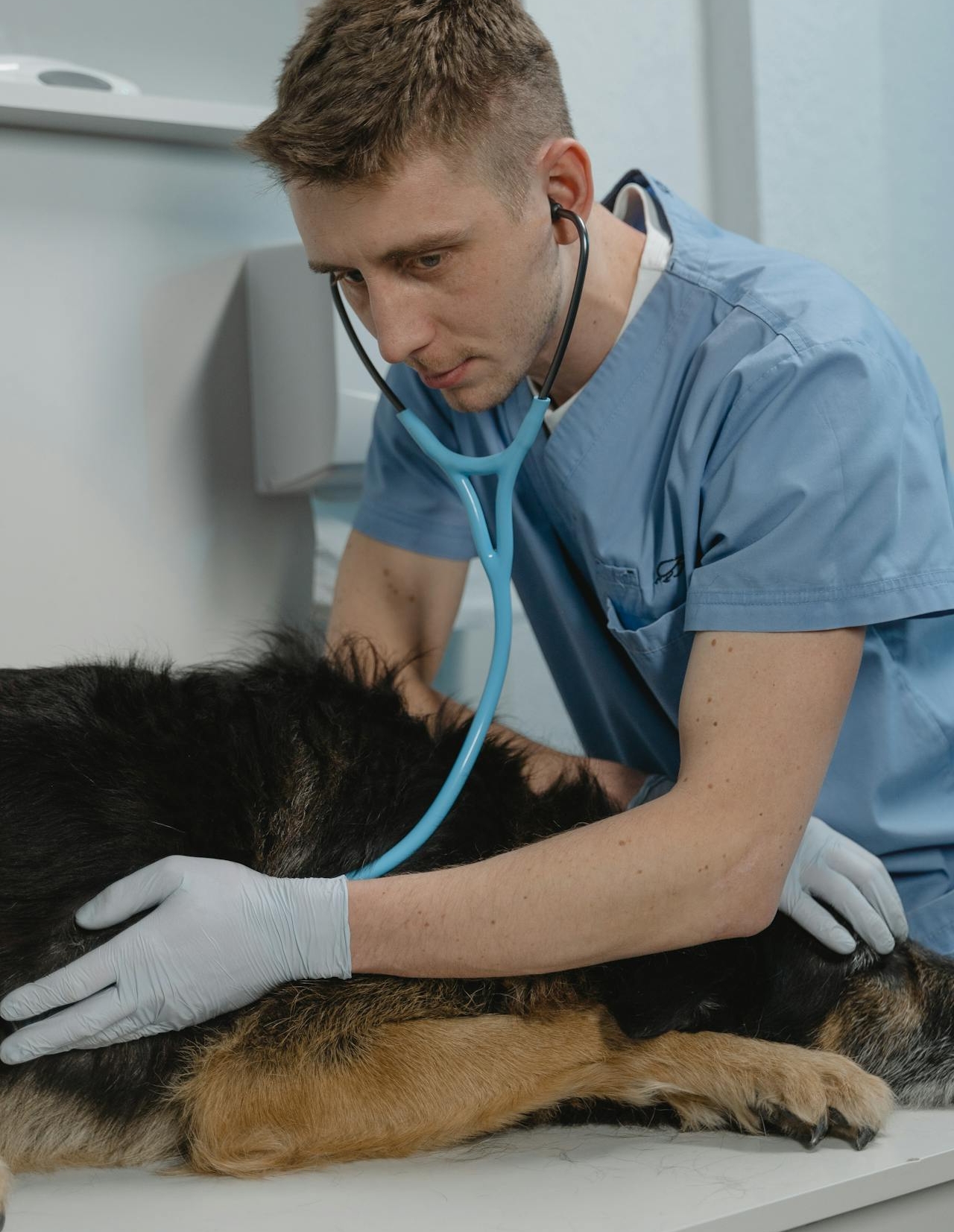 Ein Hund wird beim Tierarzt untersucht, um Krankheiten frühzeitig zu erkennen.
