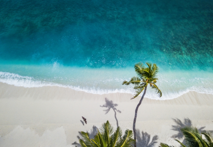 Checkliste Urlaub: Ein Strand mit Palmen aus der Vogelperspektive